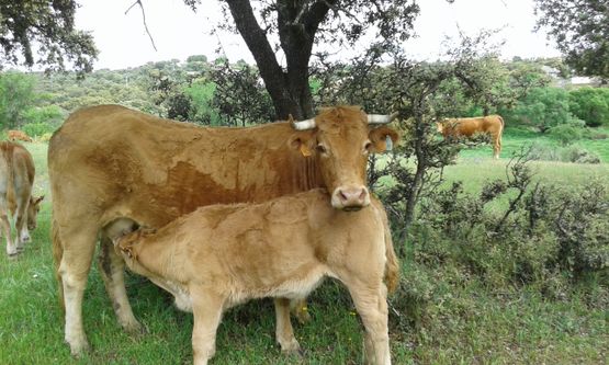 vacas en el prado