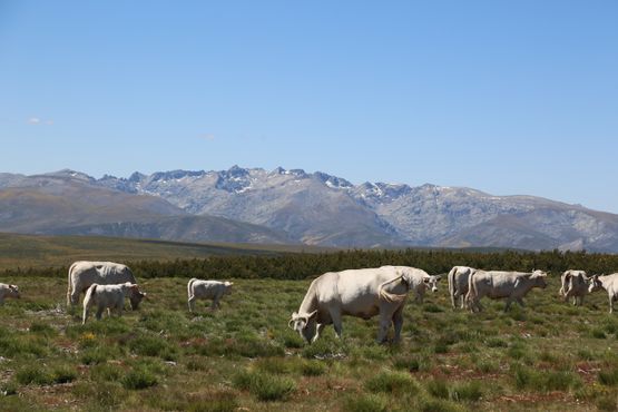 vacas blancas pastando