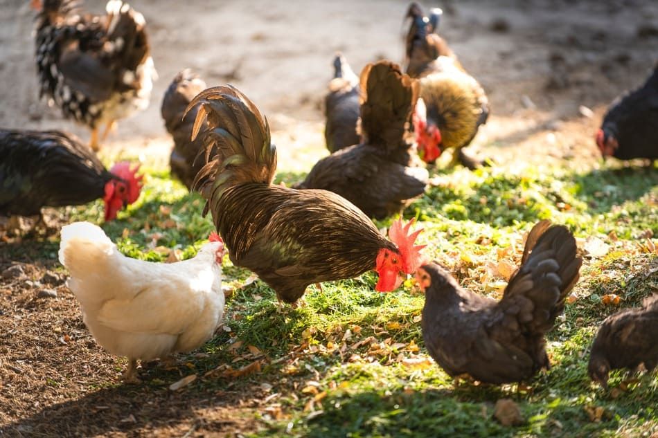 gallinas comiendo