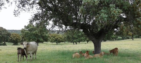 primer plano de vacas